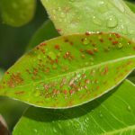 Acarien biliaire du poirier