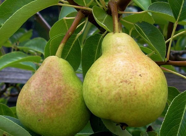 Variety of Veles Pears