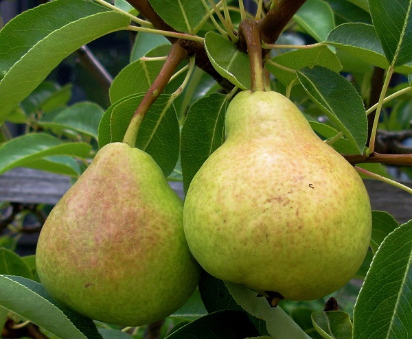  Variety of Veles Pears