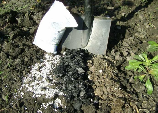 La poire a besoin d'engrais: azote, carbure, urée, potassium, phosphore, superphosphate