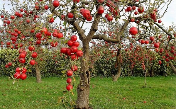 Variétés de pommier Welsey a une petite taille et fruits rouges