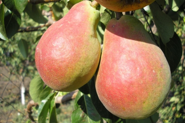 Variety Favorite Klapp résistante au gel, sans prétention au type de sol, capable de porter ses fruits depuis plusieurs décennies