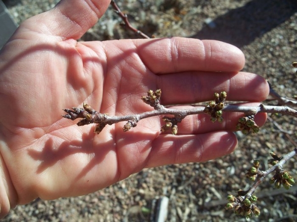 Plum variety Thorns reproduces well by dividing rhizomes, seeds and root cuttings