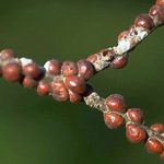 Bouclier californien