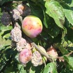 Klestosporioz prunes