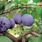 Prune de Malakhovskaya