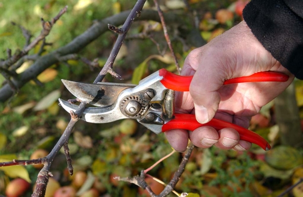 La taille estivale d'un poirier est réalisée au minimum.