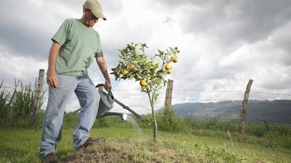 Les jeunes poires ont besoin d'un arrosage abondant