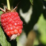 Rhinocéros à la framboise