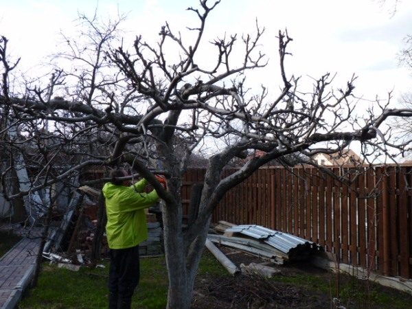La taille d'un vieux pommier se fait uniquement avec un arbre en bonne santé.