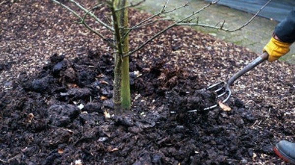 Top vinaigrette aux prunes: mulching