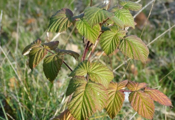 Planter des framboises à l'automne: caractéristiques de plantation et d'entretien