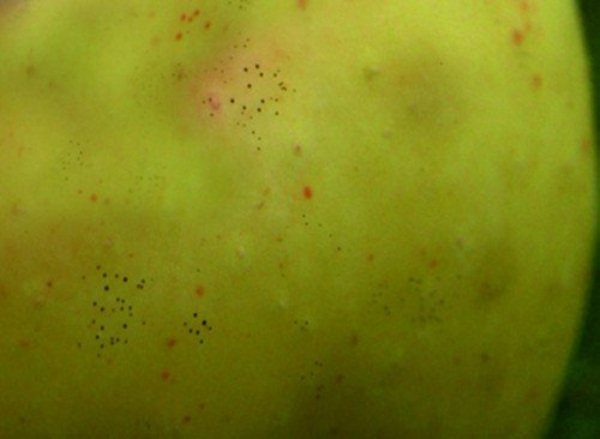 Pomme touchée par le serpent