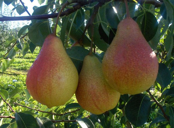 Pear fruit