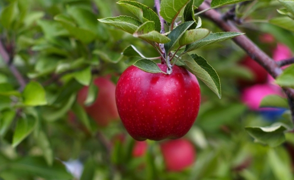 Quand et comment planter des pommes: conseils utiles et instructions étape par étape