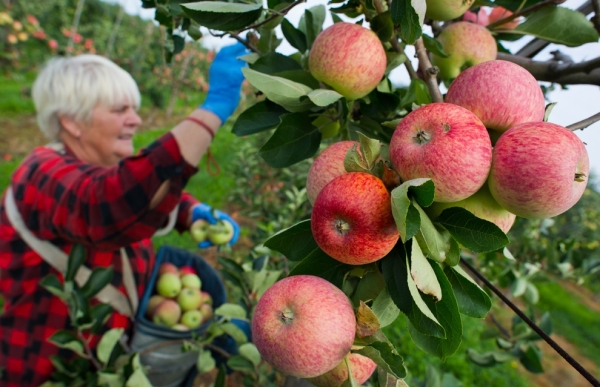 Il est préférable de cueillir les pommes à la main dans une échelle, utiliser des gants