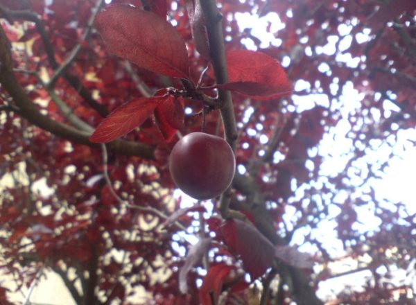 Description de la variété Pissardi: caractéristiques, plantation et entretien