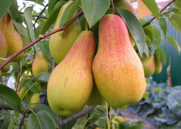 Pear Talgar beauty