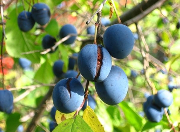 Tour de prune - caractéristiques descriptives de la variété, propriétés utiles, utilisation en médecine et en cuisine