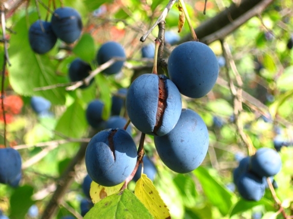  Plum Turn - descriptive characteristics of the variety, useful properties, use in medicine and cooking