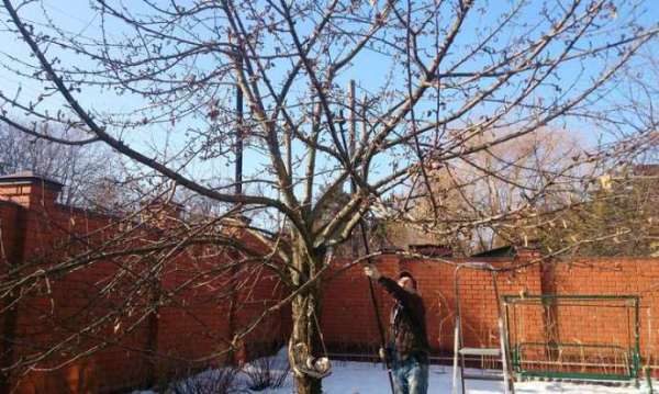 L'élagage rajeunissant augmente les rendements