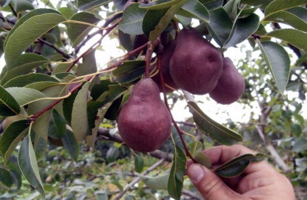 Poire Williams rouge sur une branche