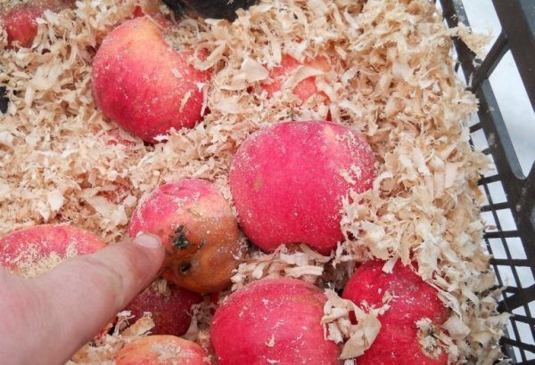 Les pommes Borovinka sont bien conservées dans la sciure de bois