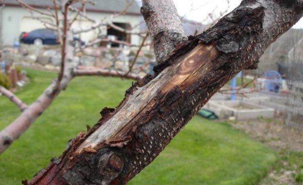 Coup de soleil du coffre