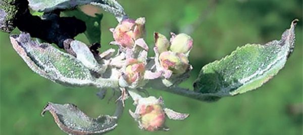 Rosée farineuse sur les fleurs et les feuilles d'un pommier