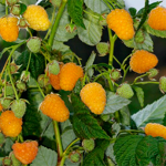 Framboise Dorée Automne