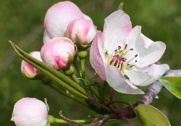 Variété de poires Le marbre ne s'applique pas aux variétés résistantes au gel, il est préférable de faire pousser un arbre dans un climat chaud.
