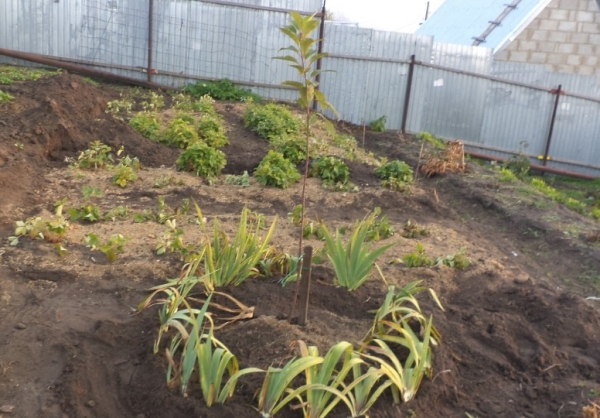 Le soin des jeunes prunes est requis: arrosage, protection contre les insectes, préparation à l'hiver