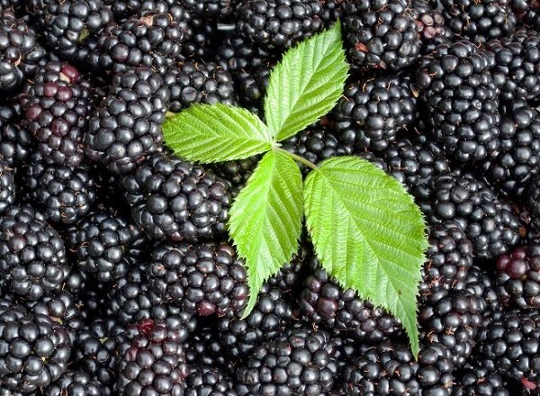 черен черен сатен