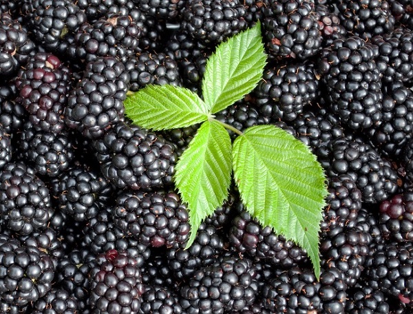  μαύρο σατέν βατόμουρο