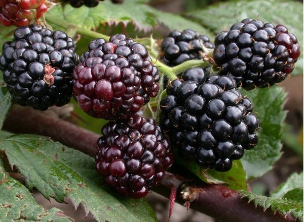 Blackberry разкъсан