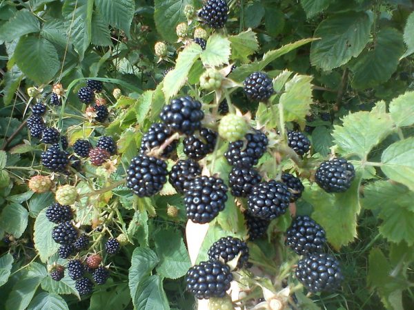 Ripe Blackberries Agaveam