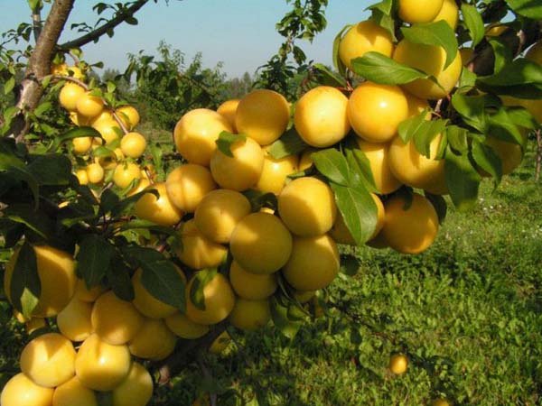 Prune variété Ussuriyskaya résistant à l'hiver, les fruits ne sont pas soumis à la conservation, à haut rendement