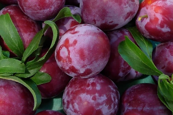 Caractéristiques descriptives de la prune de Chine, skoroplodnaya