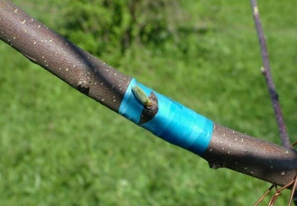 المطعمة والكمثرى