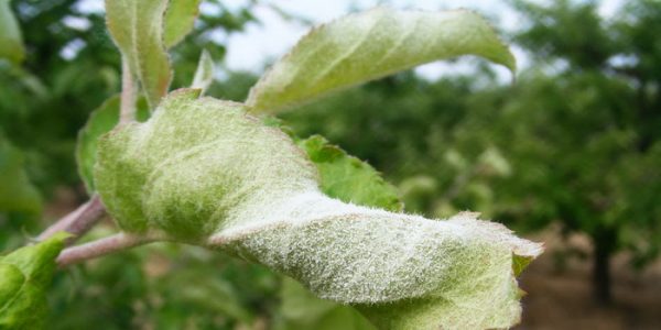 Powdery Dew on Pear Leaves