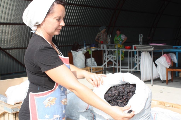 Pour les pruneaux besoin d'une préparation spéciale de baies.