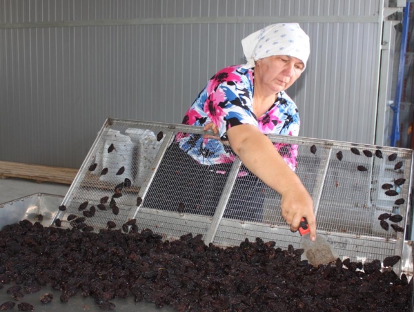 Pour la fabrication de pruneaux dans un environnement de production utilisant des armoires de séchage à plusieurs niveaux ou des sécheurs à tunnel (à conduit)