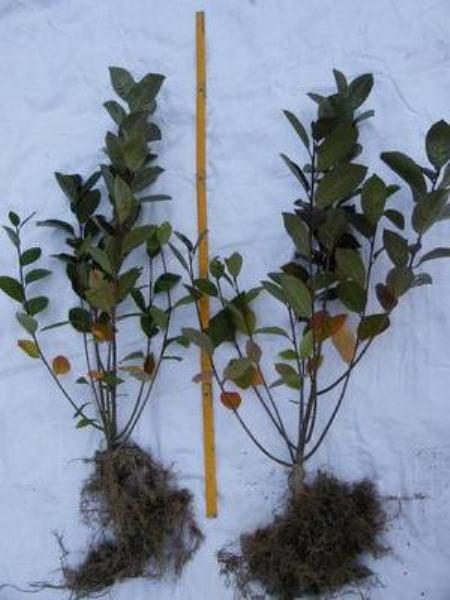 Η πιο κατάλληλη εποχή για τη φύτευση βουνών τέφρας χειροβομβίδας είναι το φθινόπωρο.