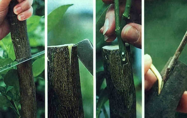 La vaccination de l'écorce est réalisée uniquement avec un courant de sève actif, puis l'écorce s'écarte facilement du stock.