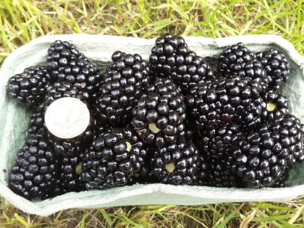 Размерите на Blackberry Berries Triple Crown
