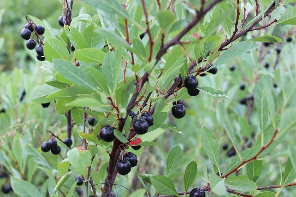  À quoi ressemble la cerise de Besseya?