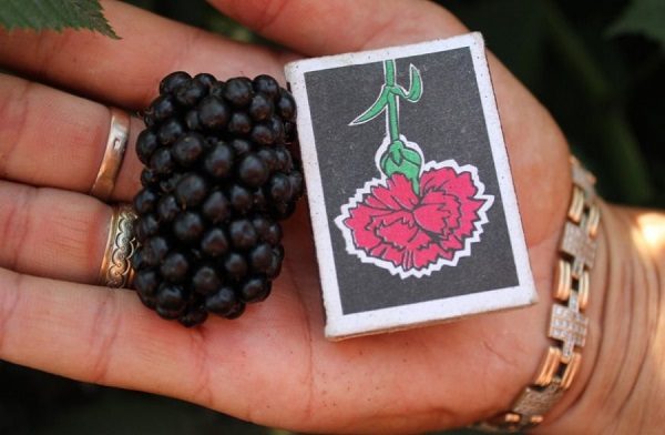 Blackberry Natchez Размери