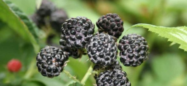 Μαύρο είδος σμάλτου άνθρακα