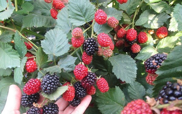 Тройни корони храсти