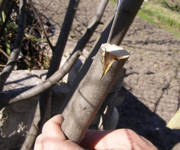 التحضير للكسب غير المشروع